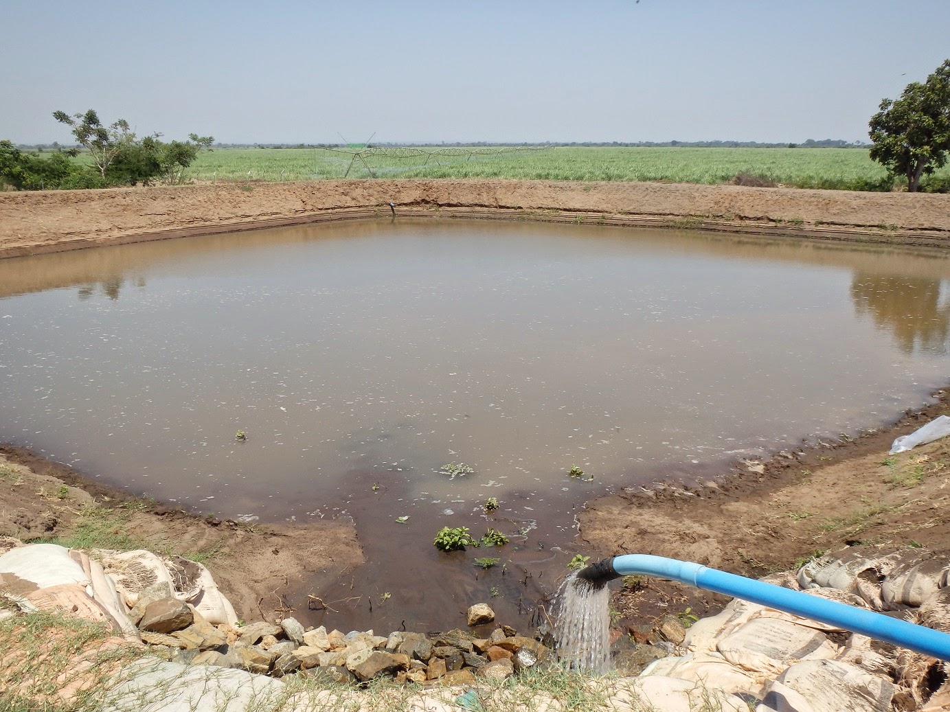 Chikolongo Fish Farm Week 5 Commercial Fish Farming