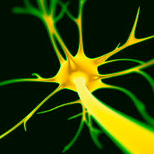 La creación de nuevas neuronas provoca la pérdida de antiguos recuerdos