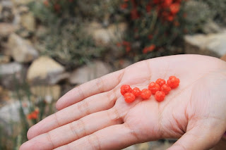 Somlata, a sweet berry found in the Himalayas