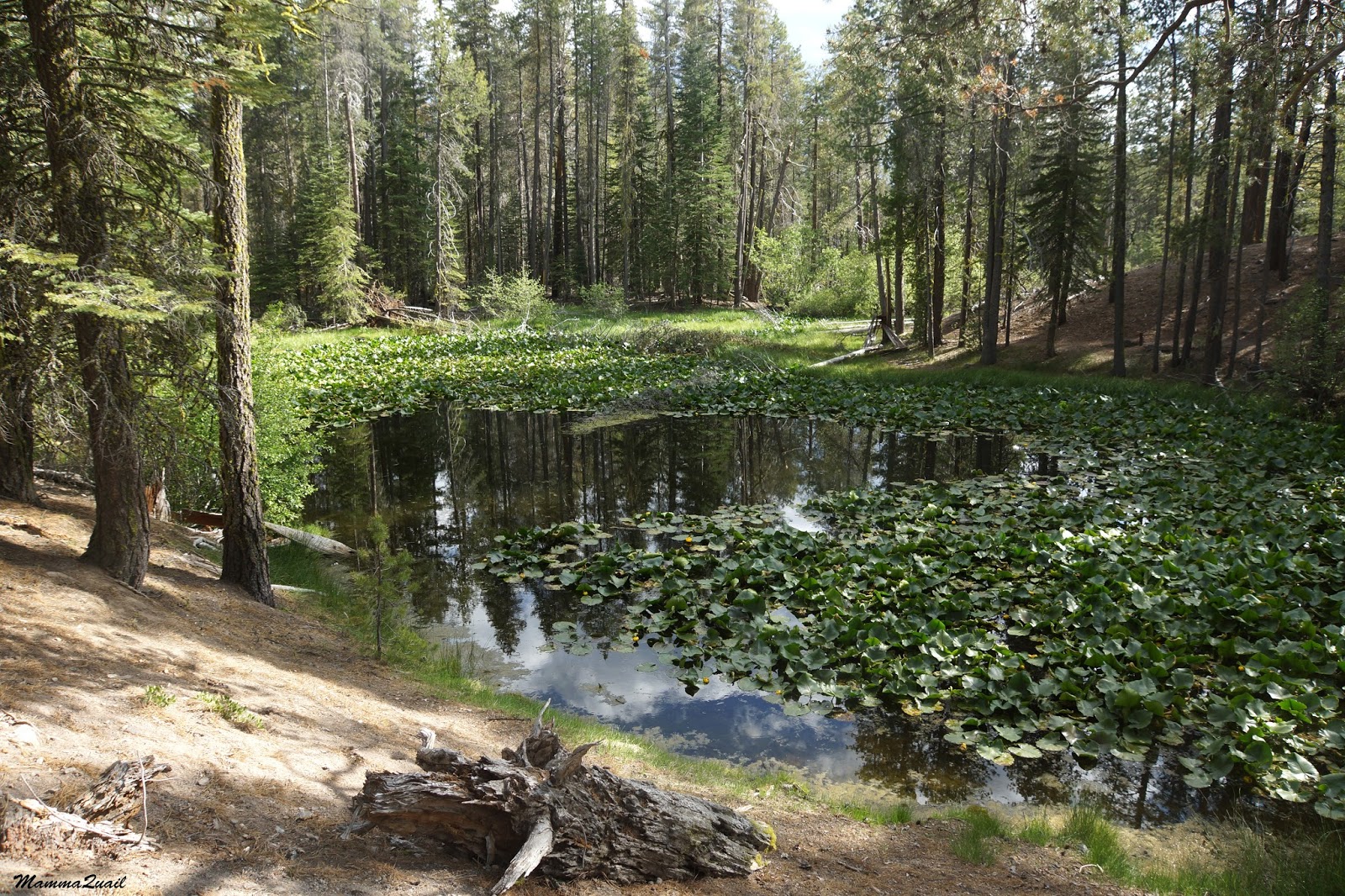Mamma Quail Hiking California Lilies in the Water Lily Pond at