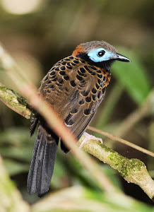 Ocellated Antbird