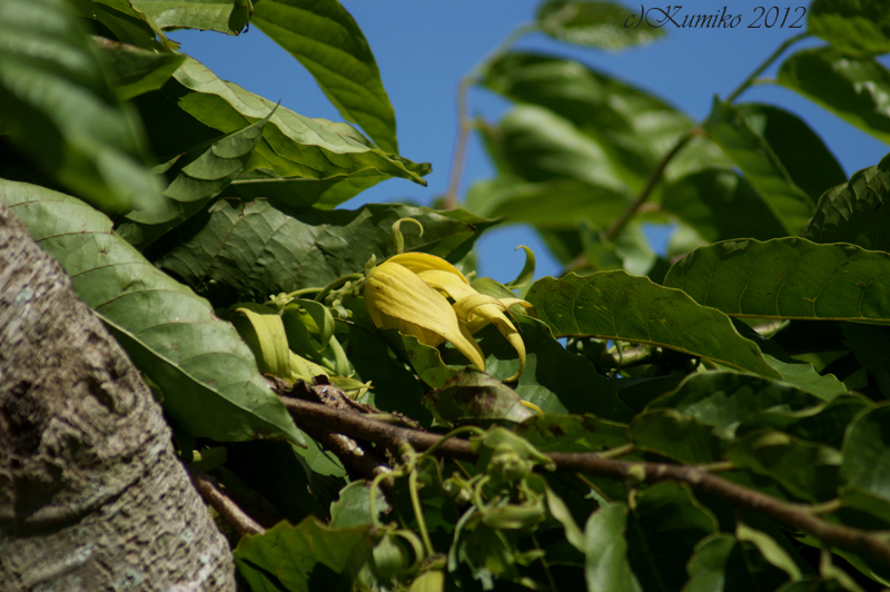 Flower Dictionary Ylang Ylang