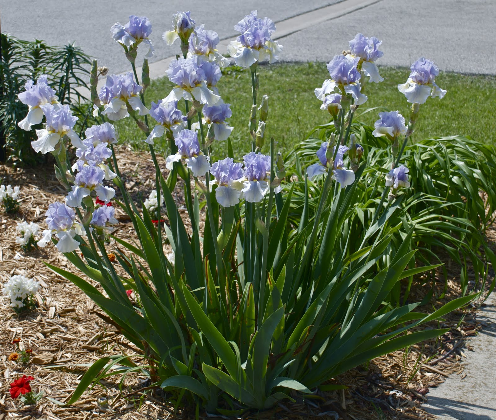 Giant Iris