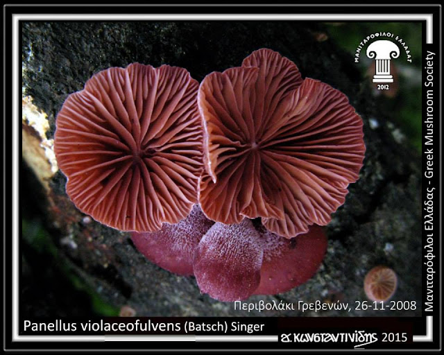 Panellus violaceofulvens (Batsch) Singer