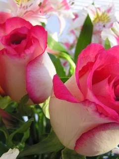 Wallpaper For Mobile Beautiful Rose