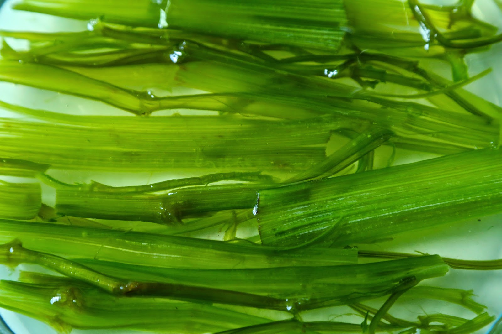 Secret Garden Club Home Candied Angelica