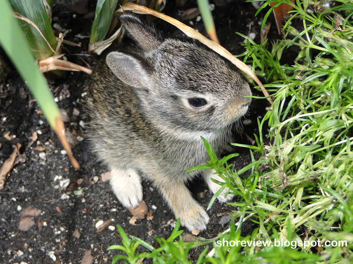 Shoreview News Baby Rabbits Day 10 (Leaving the nest)