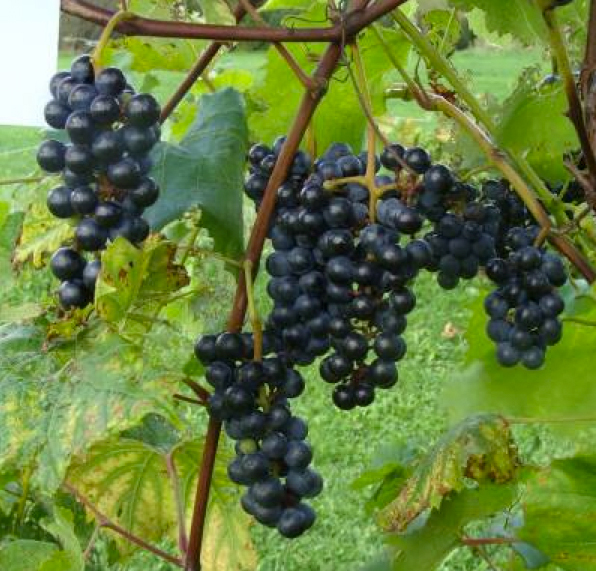 Live a New Way jiovi® Cold Climate Grapes, Zones 3 and up!