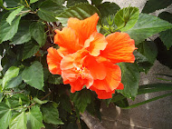 Orange Hibiscus