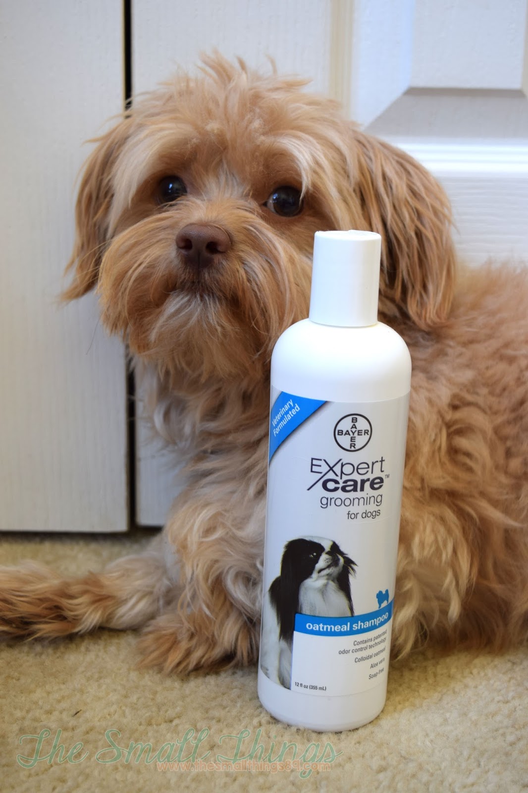 Max loves his BayerExpertCare Oatmeal Shampoo available at PetSmart 