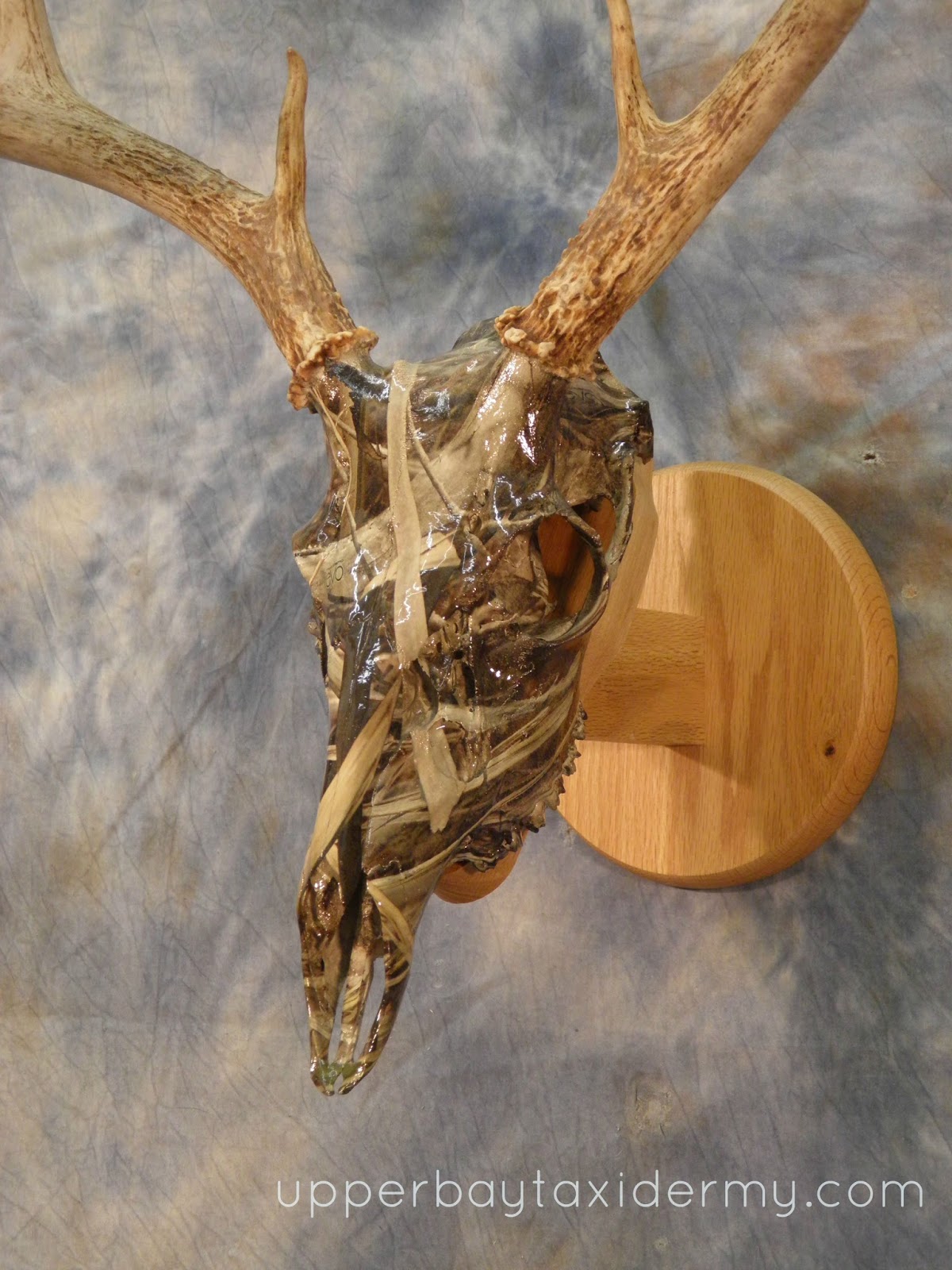 Upper Bay Taxidermy Mobile Gallery European Skulls, Antler Mounts, and