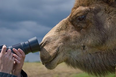 Animal Funny Picture