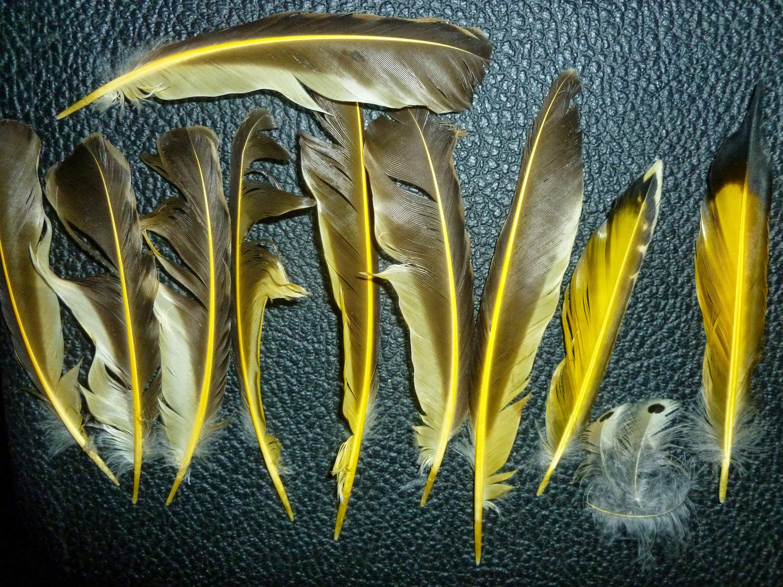 Invasive Plants in Arlington Northern ("Yellowshafted") Flicker Feathers