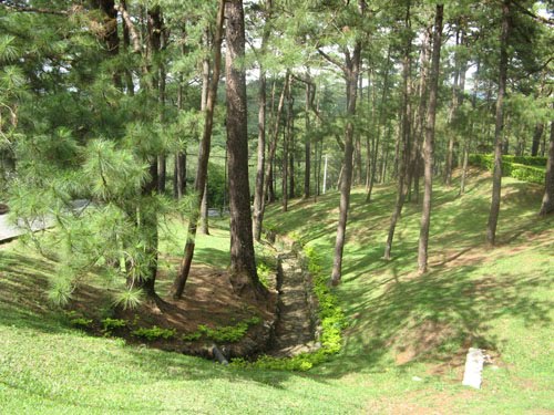 Benguet Pine