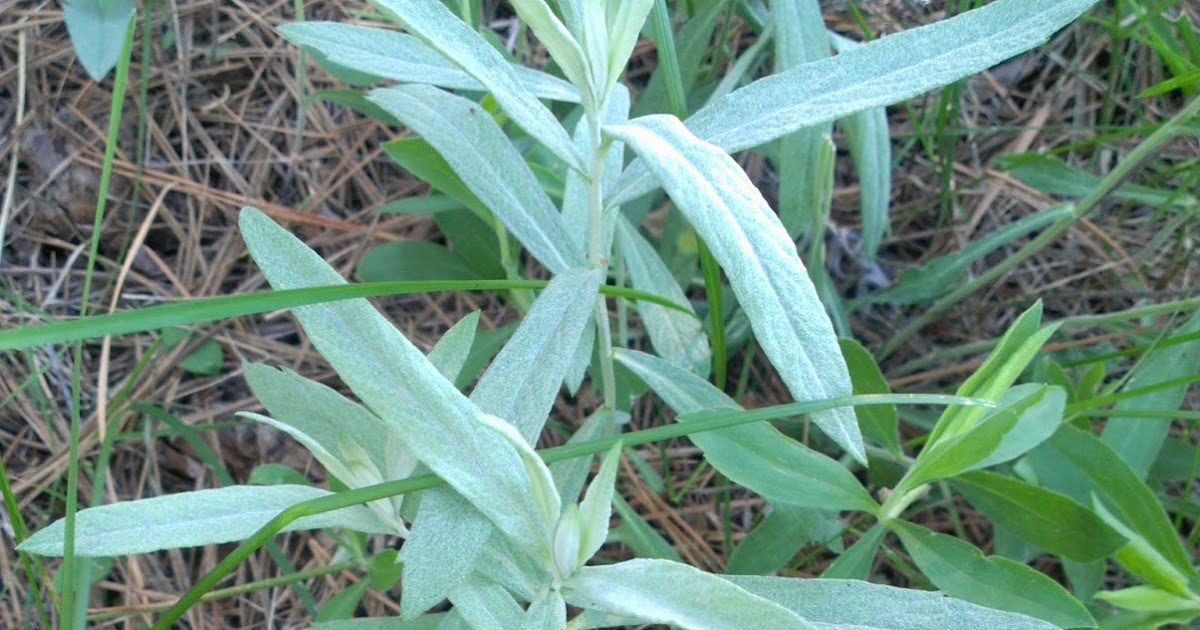 Homesteading Wife Wild Sage?