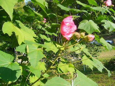 大阪府交野市・大阪市立大学 理学部付属 植物園