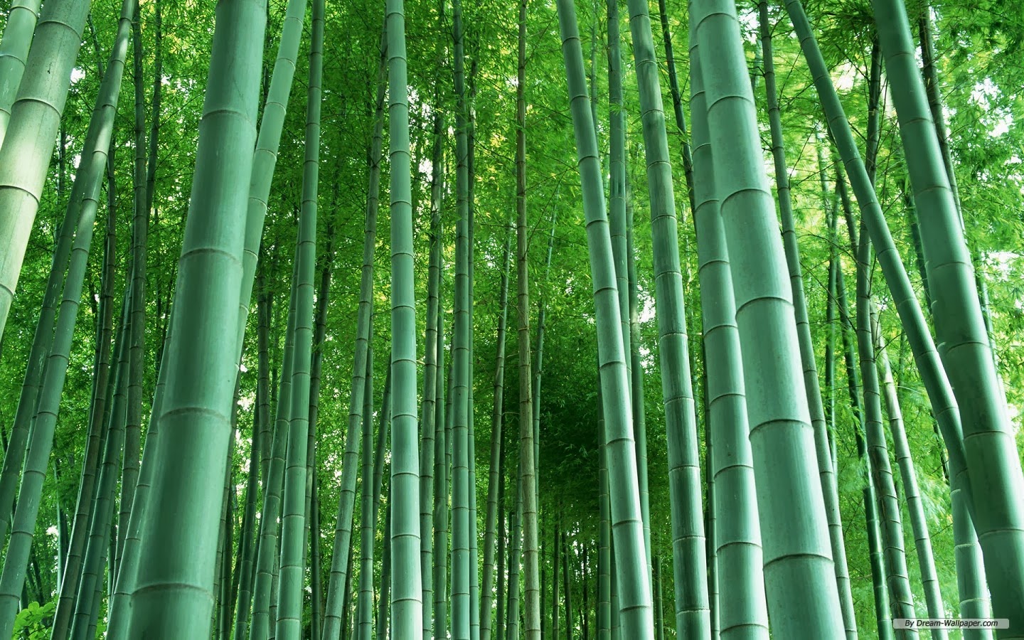All new wallpaper : Bamboo Forest HD desktop wallpaper