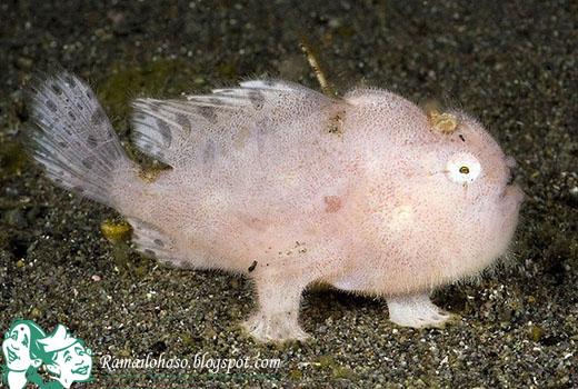 horrible sea creatures