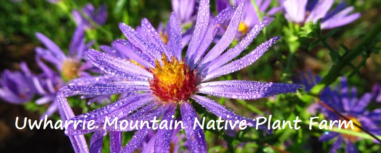 Uwharrie Mountain Native Plant Farm