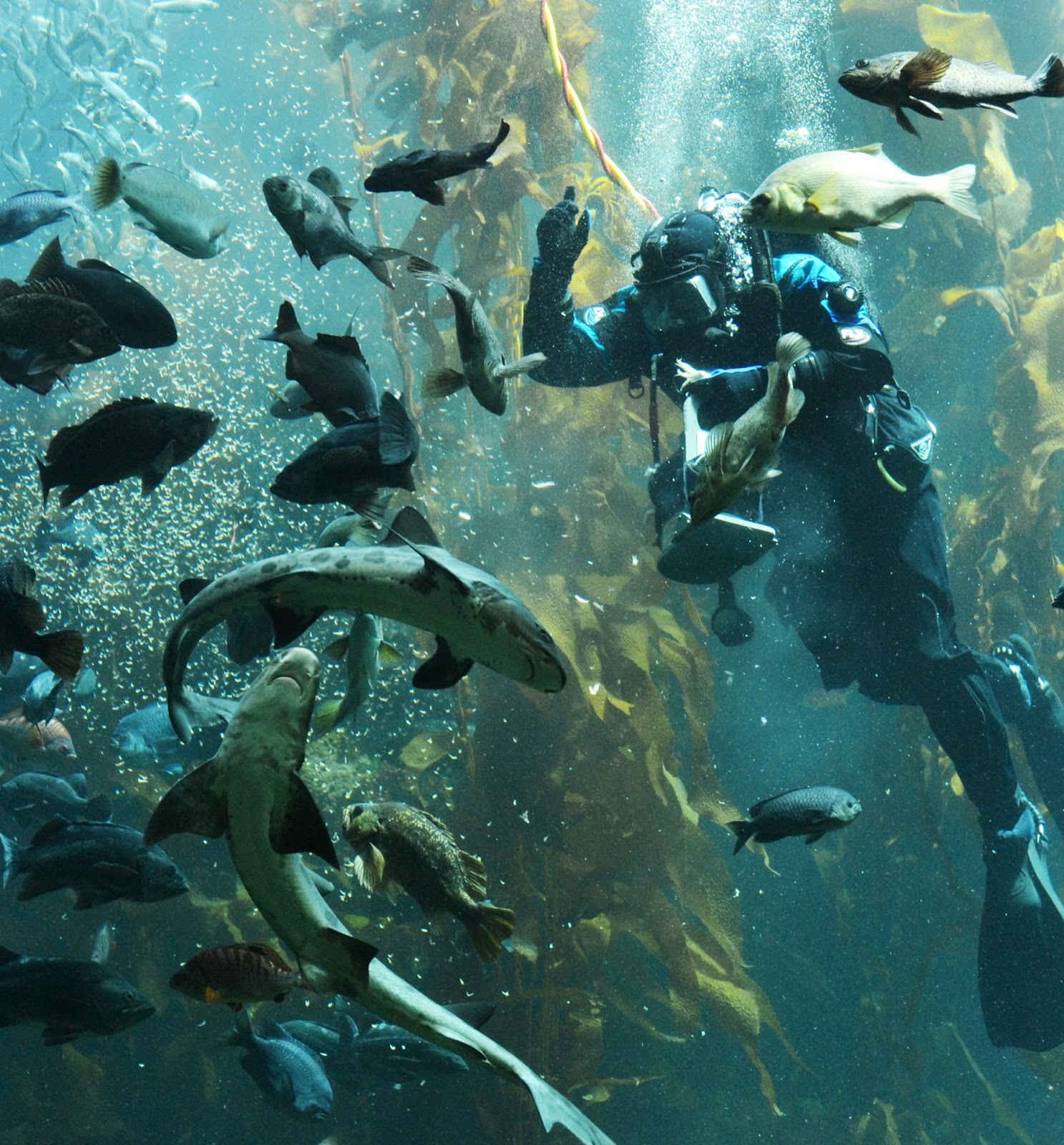 Monterey bay aquarium coupons costco