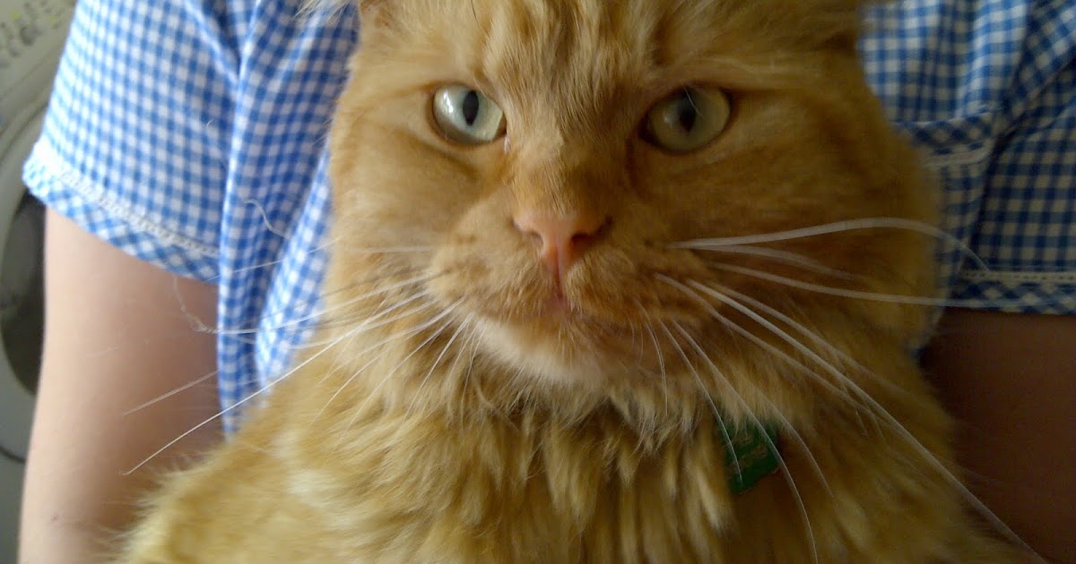 Lost & Found Pets Lost Ginger Cat in Great Yarmouth, North Norfolk