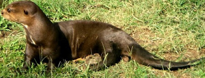 Nutria descansando Nutria descansando