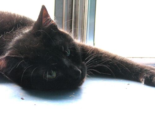 Smolder, Sage's boy, stretching. Smolder, Sage's boy, stretching.