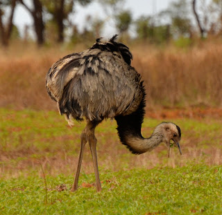 Greater Rhea, Rhea americana
