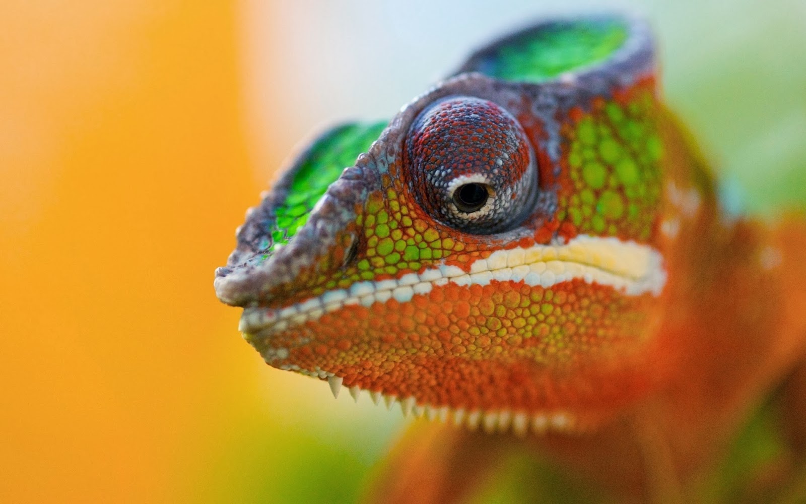 19 Colorful Chameleon Wallpapers HD.