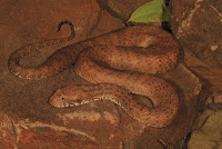 http://sciencythoughts.blogspot.co.uk/2015/10/acanthophis-cryptamydros-new-species-of.html