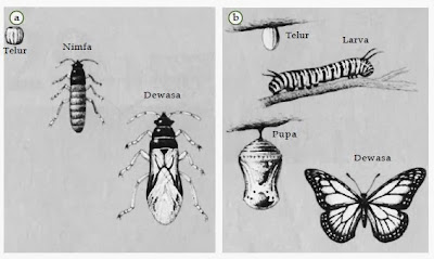 Proses metamorfosis pada serangga