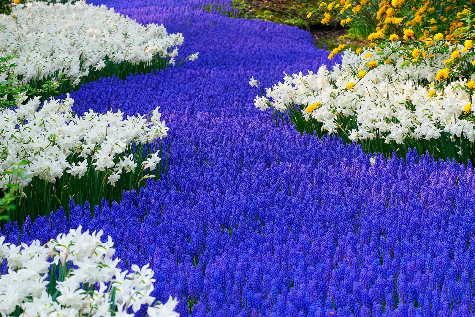 Beautiful Flower Garden Wallpaper Beautiful Flower Garden Wallpaper