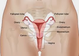 Obat Untuk Vagina Kering Obat Untuk Vagina Kering