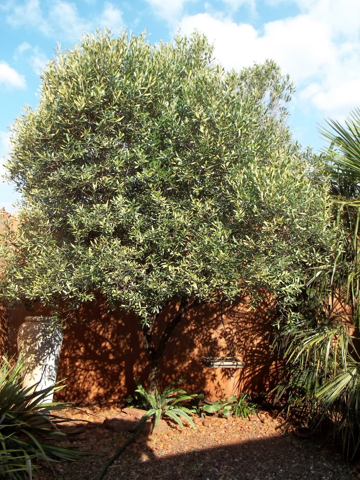 Hedgie's Nature Journal Sacred Earth Plant Wild Olive