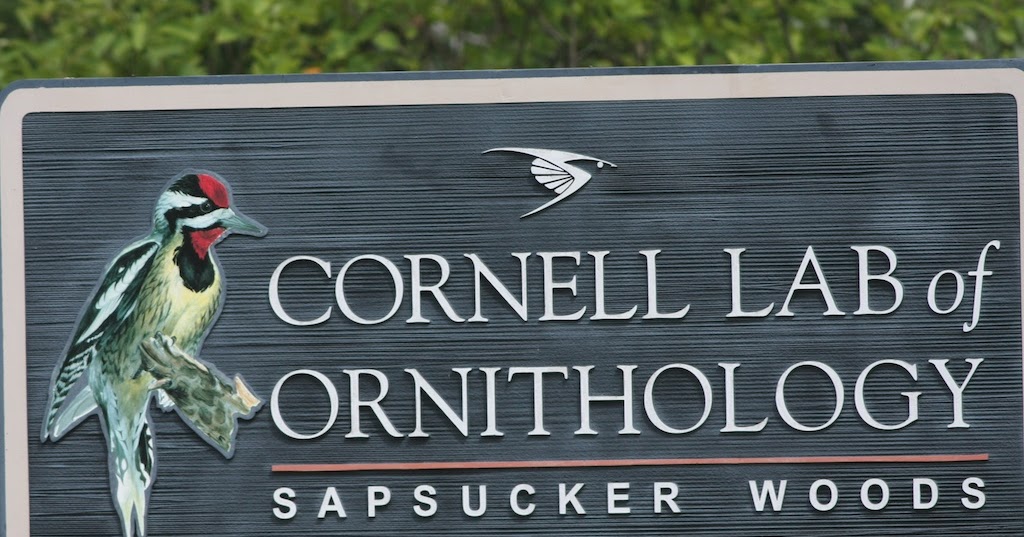 SuchnSuch Bird Blog Cornell Young Birders' Event July 1922