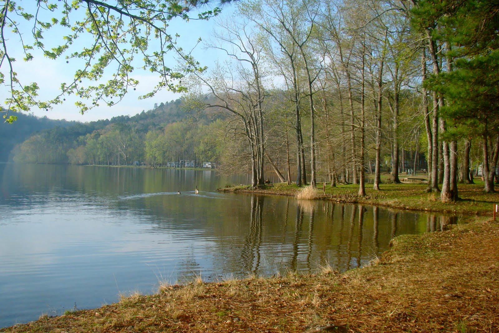 In Search of Bluebonnets - 2011: Lake Catherine State Park, Arkansas