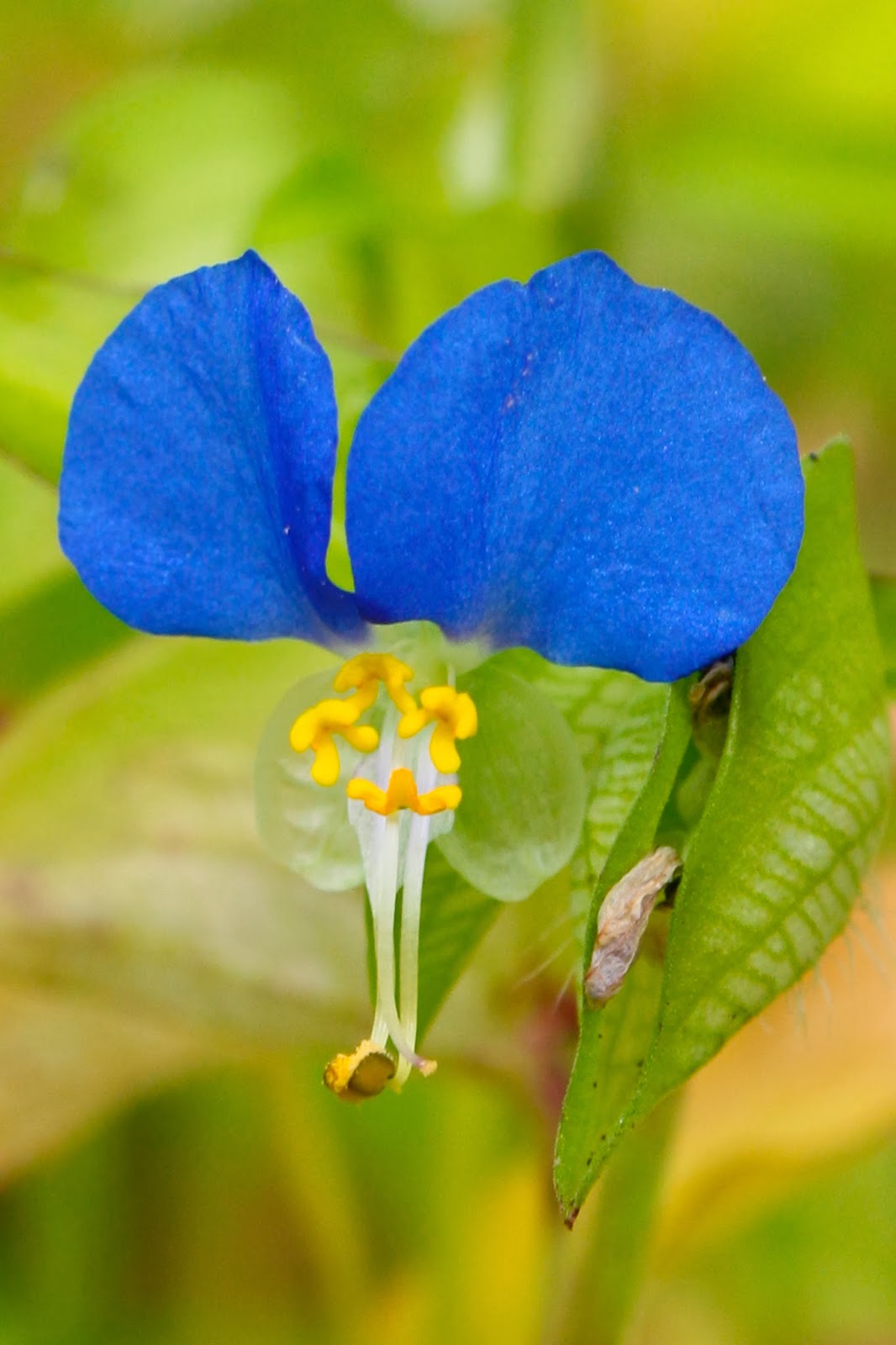 Koopman's botanica: januari 2014