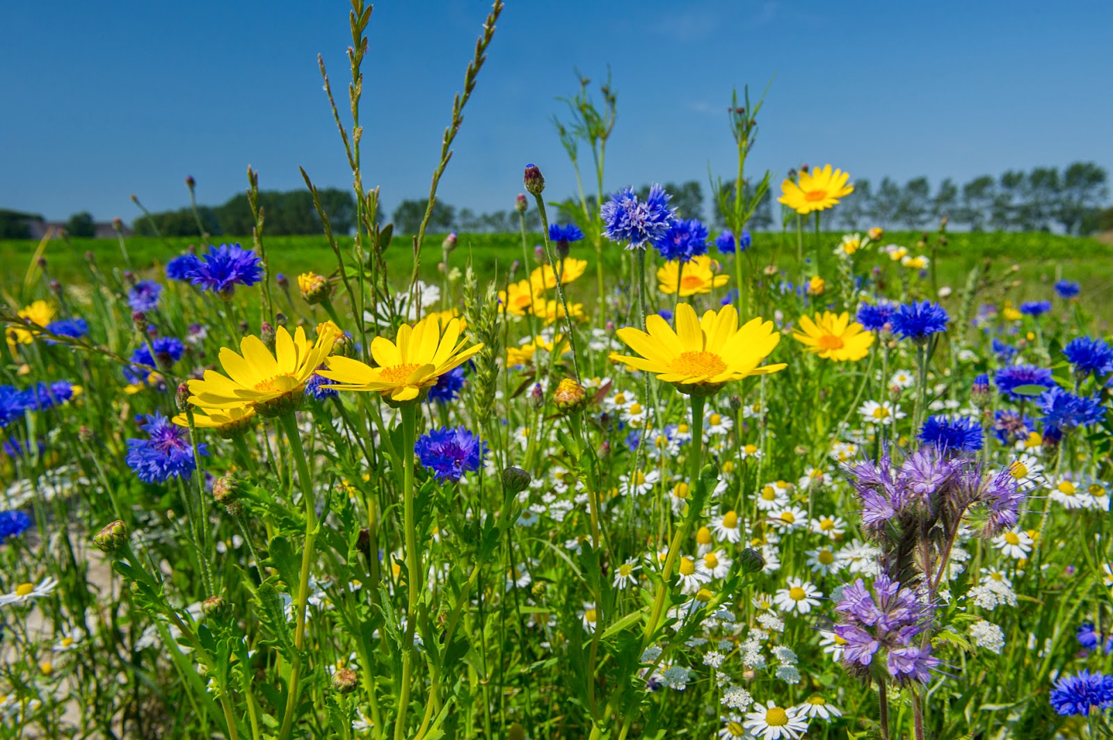 Wildflowers and Wine