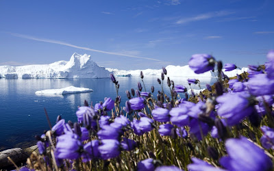 Purple Arctic Flowers Snowy Mountains Full HD Nature Background Wallpaper for Laptop Widescreen