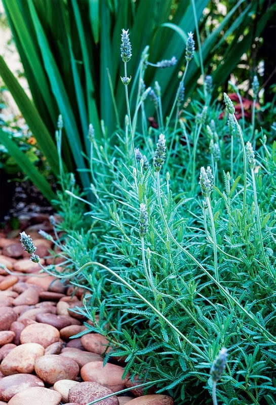 Jardim segue princípios do feng shui para cultivar o bem-estar
