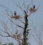 Great Blue Heron rookery