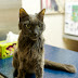 A Crime? Failing to Take Vet's Advice On Euthanising Your Cat