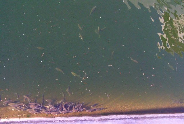 Conjunto de fotos de cardumes de peixes junto ao paredão do grande lago