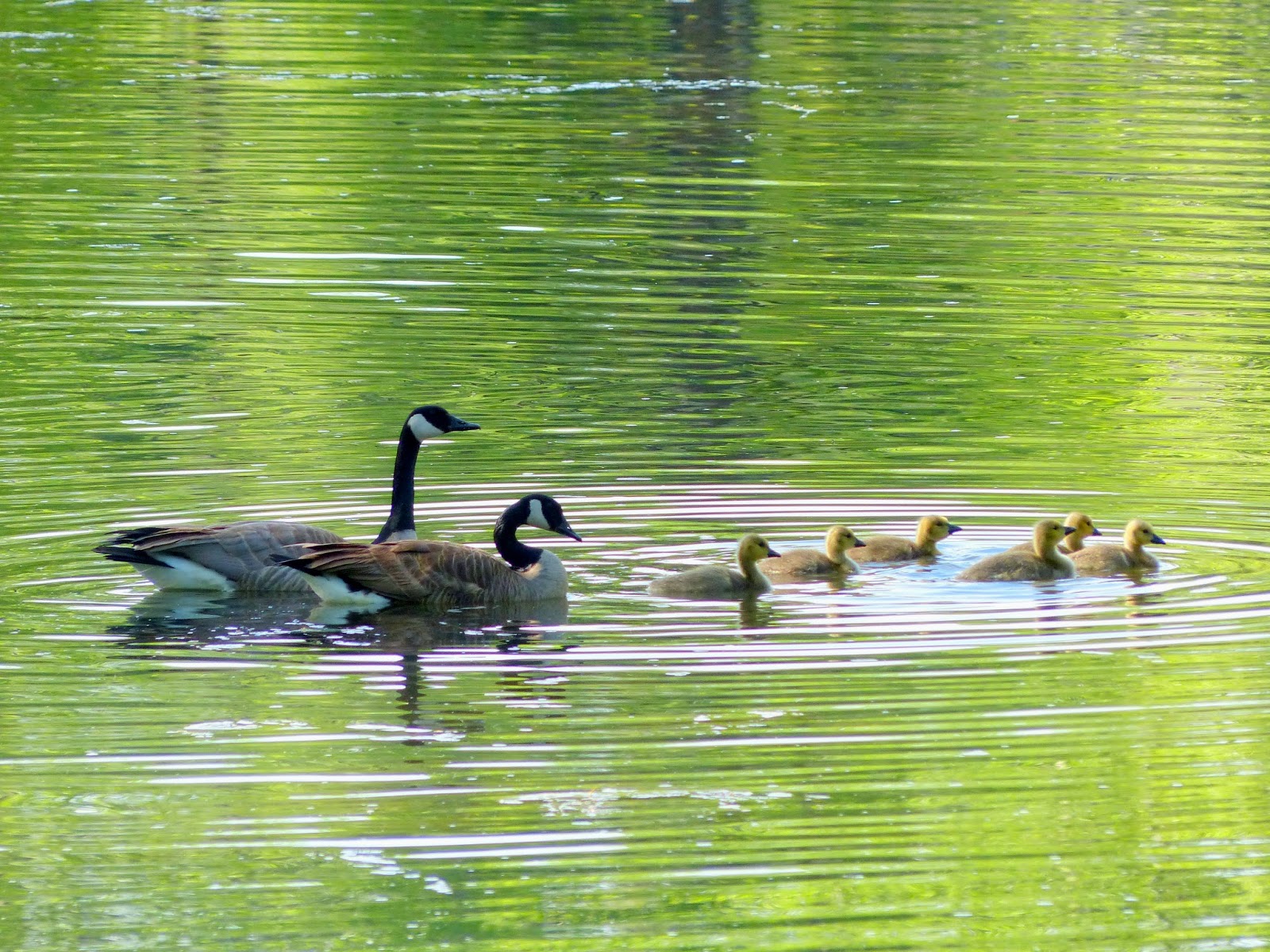 Gospel of Goose Sneaky Snake Surprise