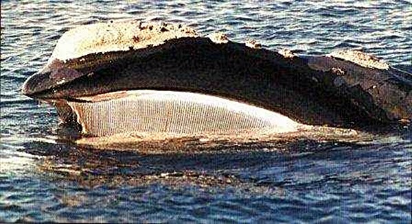 китовый ус