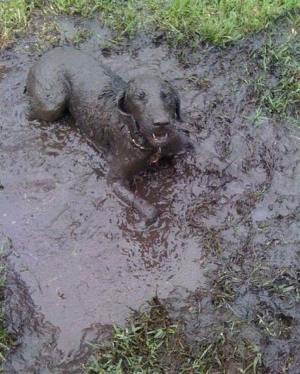 Dirty Animals Pictures 2Leep Online