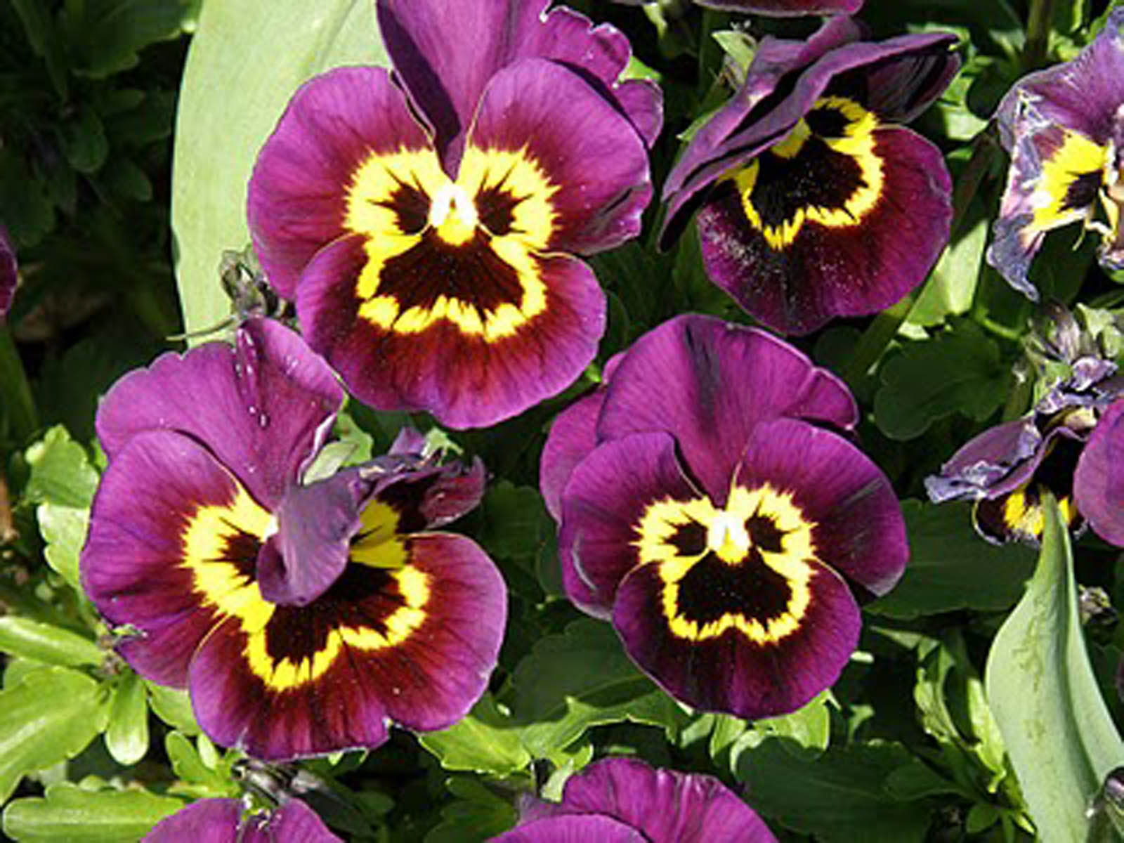 HD Wallpapers Monkey Flowers Wallpapers