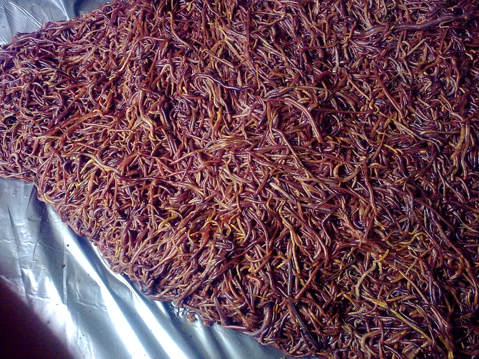 Budidaya Cacing Tanah Lumbricus Rubellus Berpotensi Penghasilan Jutaan