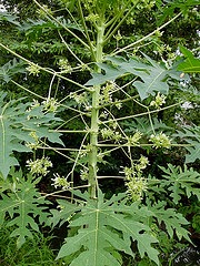 Pepaya Gantung Sang Pepaya Jantan Taufanyanuar