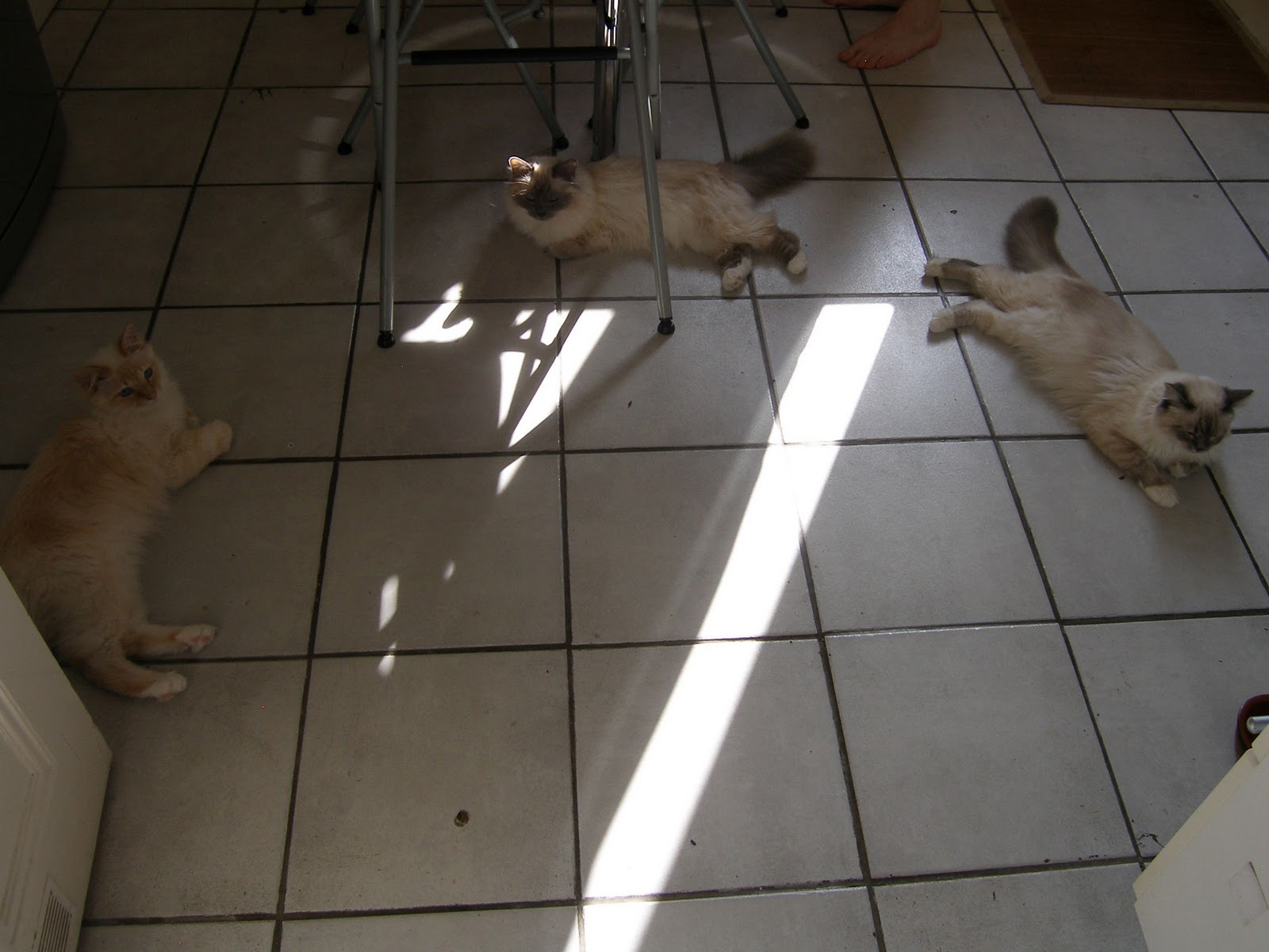 Of Cats